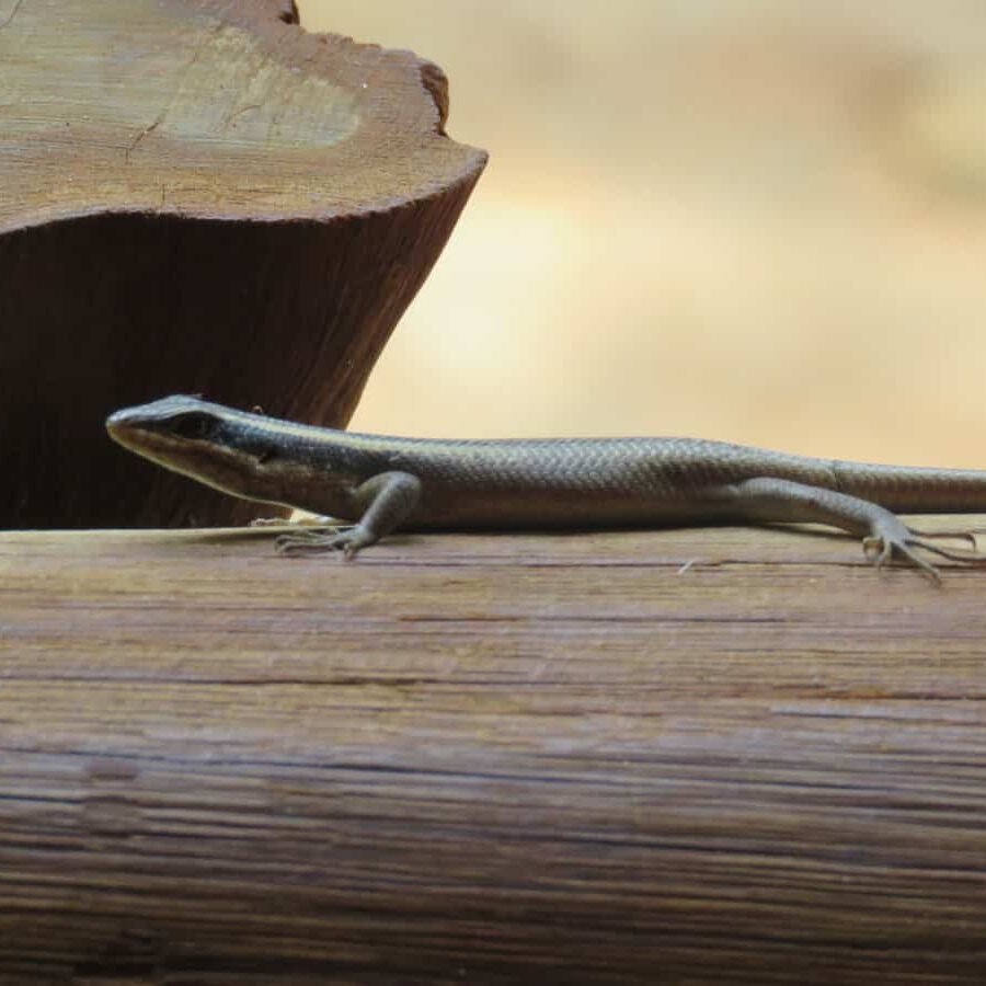 Entabeni Game Reserve