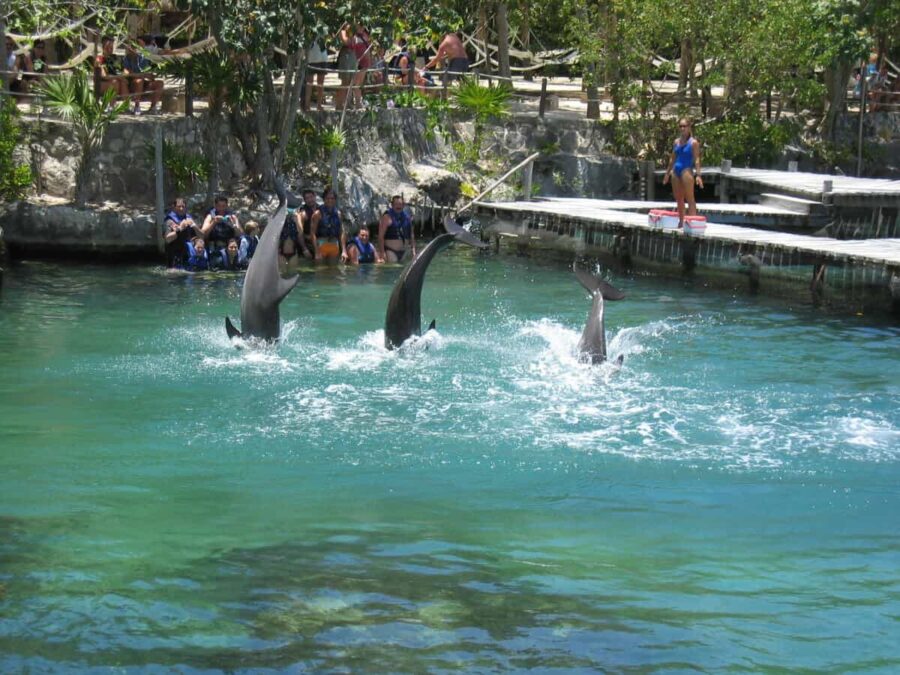 Dolphins in Xel-Ha ecological park