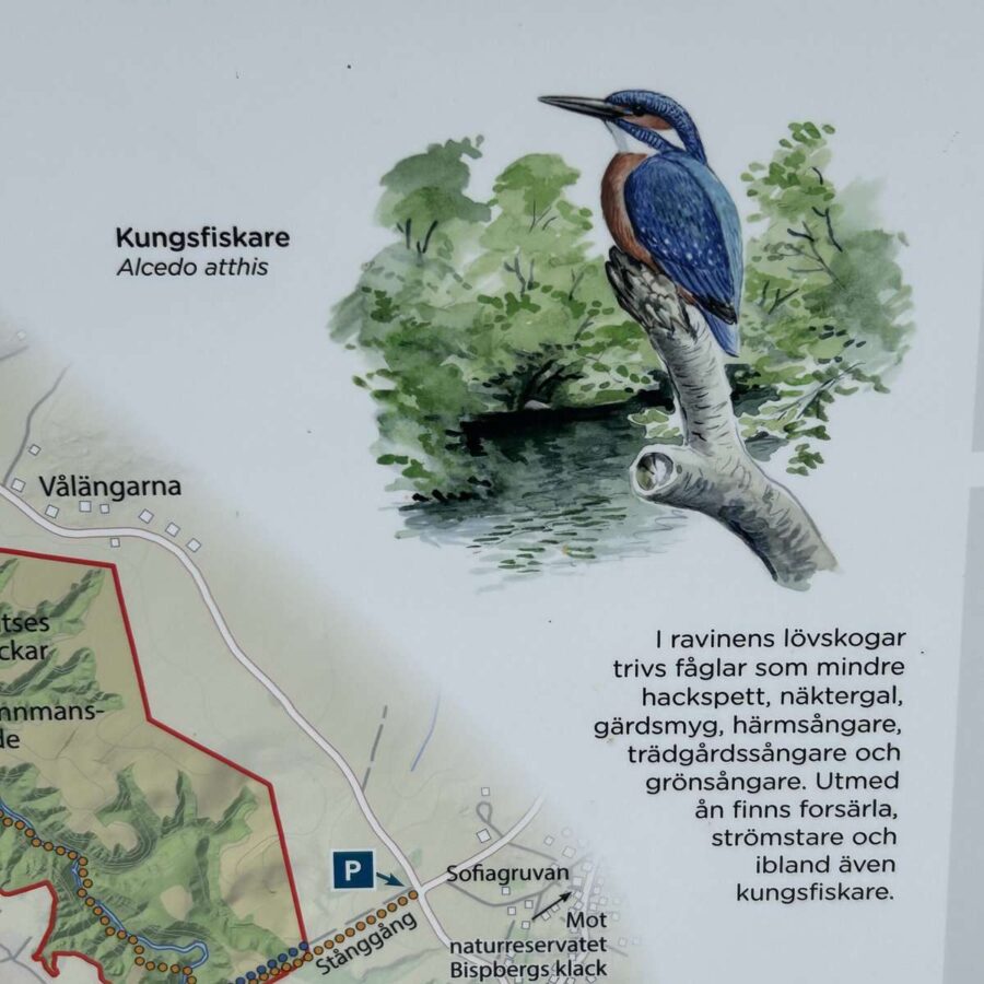 Säterdalen naturreservat